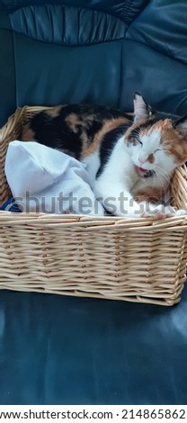 Three coloured cat sleeping in basket