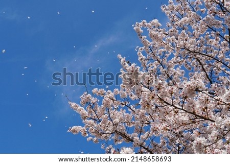 Cherry blossom petals flying in the sky