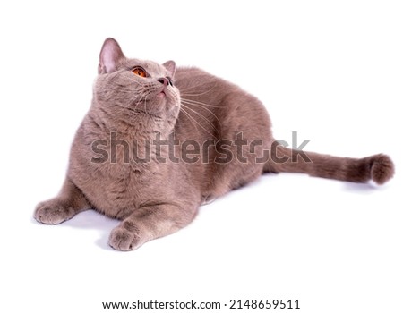  fawn Scottish straight cat with orange eyes lying on a white background, isolated image, beautiful domestic cats, cats in the house, pets