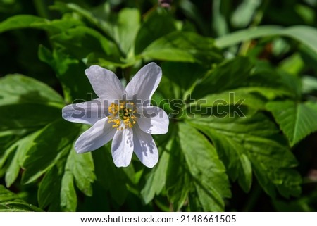 White flowers with the blurred background of trees and blue sky. In oak forest the beautiful anemone nemorosa is blooming. Floral seasonal wallpaper.