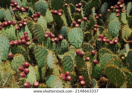 Cactus field. Prickly pear (opuntia ficus - indica) with purple ripe fruits. Mission cactus, indian fig opuntia. Royalty-Free Stock Photo #2148663337