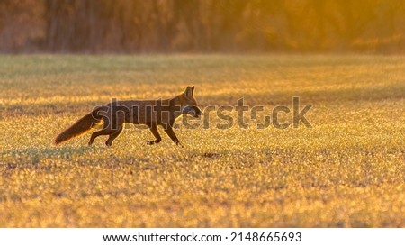 Red fox (Vulpes vulpes) runs across a field in golden early-morning light at sunrise. Beautiful UK mammal.