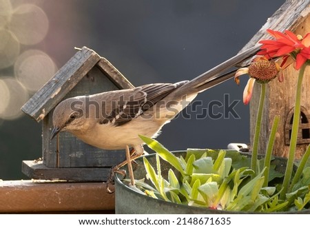 Northern Mockingbird on a flower pot