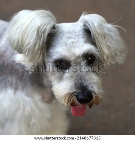 Close up image of miniature schnauzer dog face with sticking out tongue 