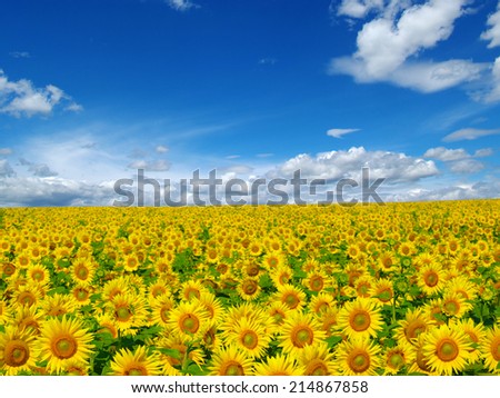 sunflowers field on cloudy blue sky  