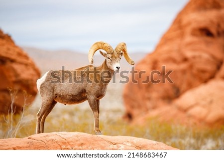 bighorn sheep in red rocks Royalty-Free Stock Photo #2148683467