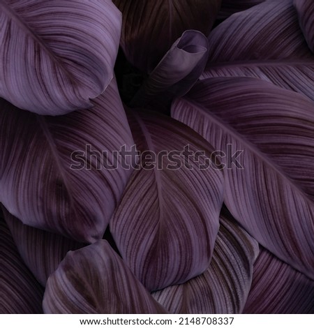 The background image that is purple, the colors of the autumn leaves are perfect, suitable for seasonal use.