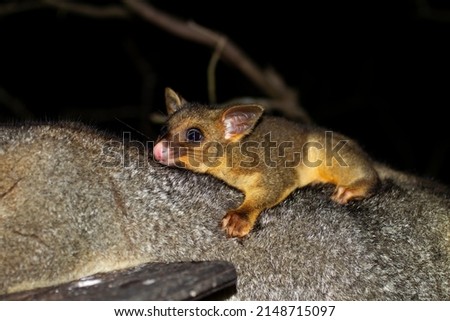Closeup of an Australian baby brushtail possum, trichosurus vulpecula, just out of the pouch riding on his mothers' back clinging to her fur. Royalty-Free Stock Photo #2148715097