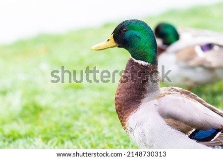 A male multi-colored duck is resting on a green meadow by the lake against the backdrop of a beautiful landscape.