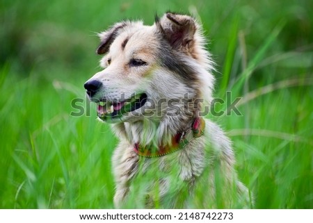 A beautiful dog and green background