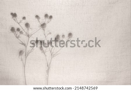 Abstract neutral background. A silhouette from dry herbs behind a light cotton beige fabric. Shadows of branches on beige background with copy space. Shadow for natural light effects. Royalty-Free Stock Photo #2148742569