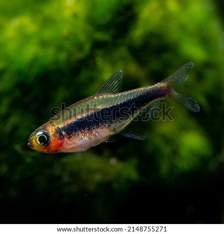 Tucanoichthys tucano amazonas minifish closeup 