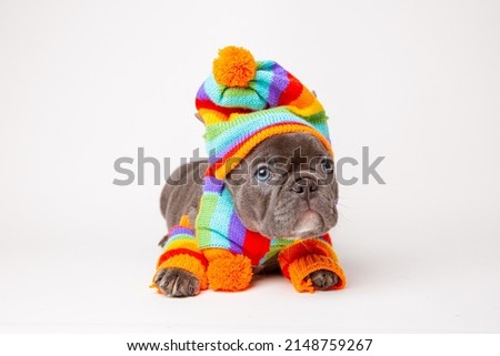 french bulldog puppy in rainbow-colored winter clothes on a white background, travel concept