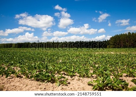 agricultural field with growing sugar beet for the production of sugar, green tops of unripe sugar beet in a European country Royalty-Free Stock Photo #2148759551