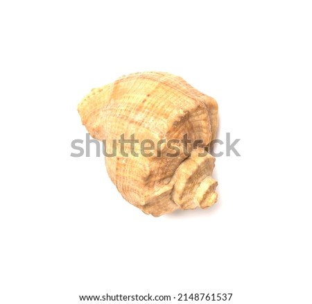 Sea shell isolated on white background, top view.