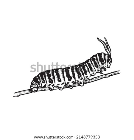 Caterpillar of butterfly hand drawn illustration vector eps
