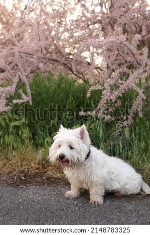 West highland white terrier westie dog sitting under the bush of tamarix in blossom