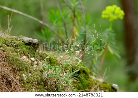 Lush blooming plants and green leaves in the forest in spring.