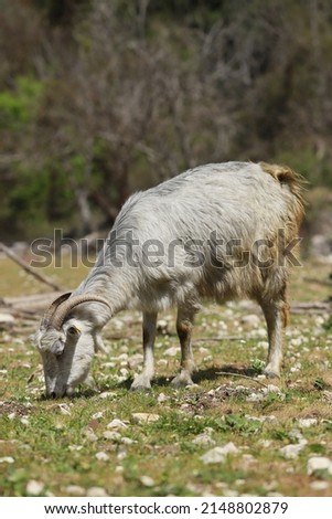 A cute feeding goat in gray and orange color grazing in the meadow.