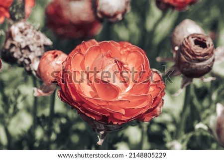 A closeup photo of a red flower