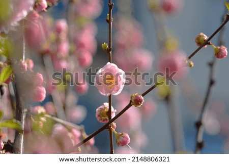 Twig with pink spring flower bunches against the sky.