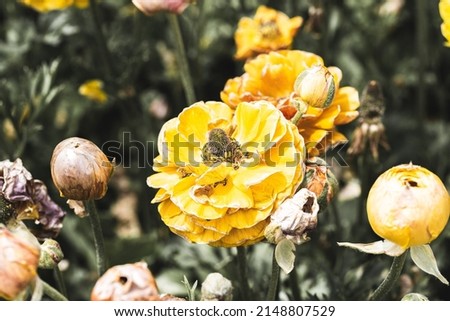 A closeup photo of a yellow flower