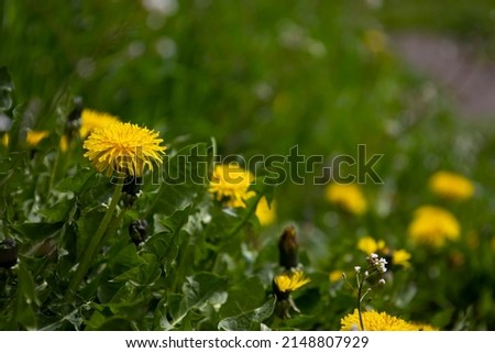 Yellow dandelion flower. Selective focus.