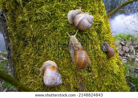 Close-up of snails on moss in a green forest with a blurred background. 