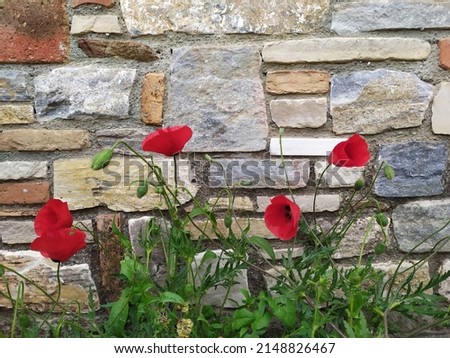 poppies in front of traditional stone wall