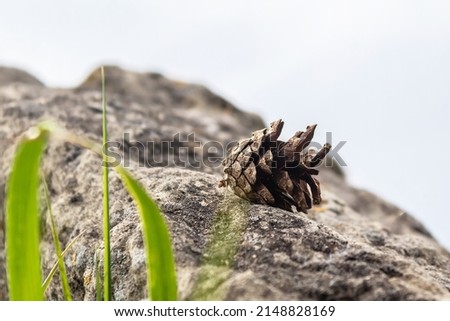Pine cone. Pine cone on a stone. Cone on an old stone