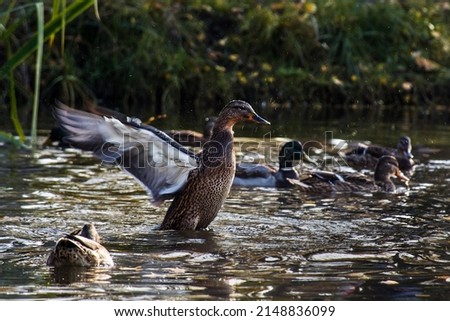 Anas platyrhynchos. Duck bird on the pond in summer. reflection in water. Summer pond, nature in the evening. circles on the water Royalty-Free Stock Photo #2148836099