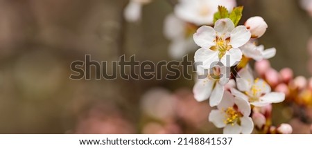 Spring cherry blossoms in the garden. Branches of cherry blossoms on a blurred background. Copy space
