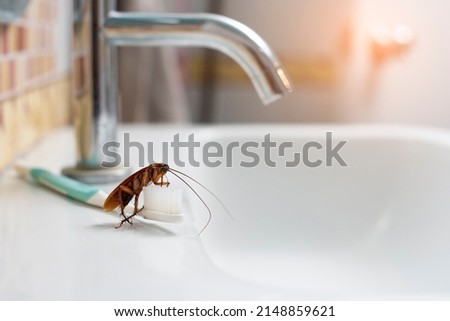 Cockroaches on the toothbrush on the bathroom sink. Royalty-Free Stock Photo #2148859621