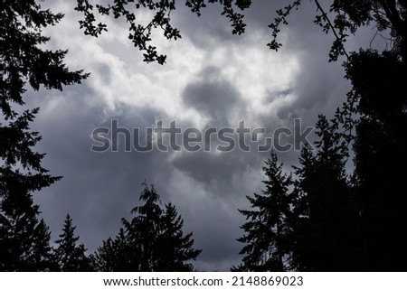 Dark trees loom surrounding central picture of lovely gloomy clouds.
