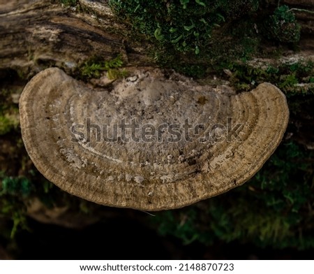 Wonderful Woodland Fungi Cambridgeshire England