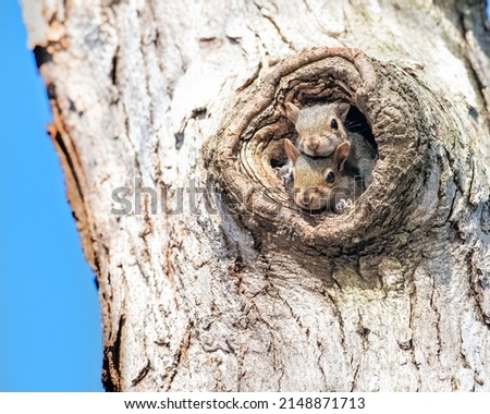 Cute baby squirrels looking out of backyard nest in tree