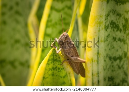 Beautiful grasshopper on the grass in summer (macro)