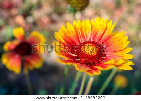 red-yellow gaillardia flower close-up, the background is blurred. summer day blurred garden background