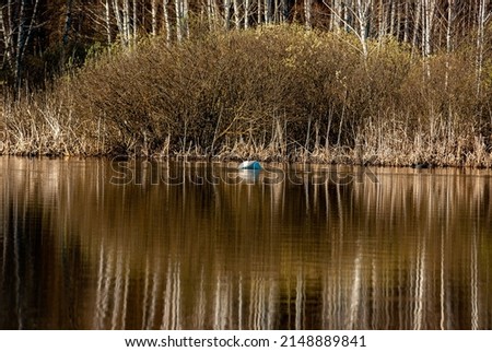 Swans on a forest lake in Samarskaya Luka National Park!