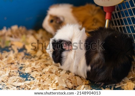 two cute guinea pigs on the farm