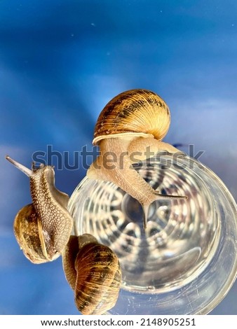 Three snails sit on a glass of water, the glass stands on a bright blue background.