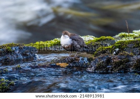 White-throated Dipper on a rock in the river