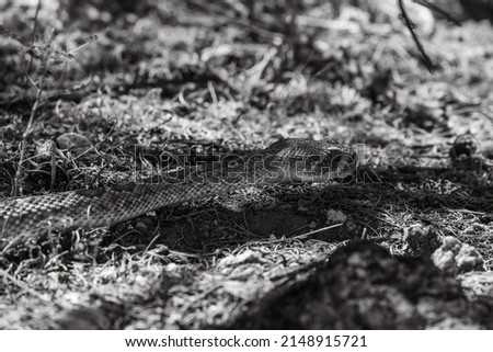 Black and white photograph of a Western diamondback rattlesnake on the hunt in the Sonoran Desert outside of Tucson, Arizona, in natural habitat. A large venomous and dangerous snake, a pit viper.