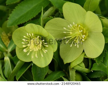 Helleborus odorus. Green flower hellebores, Helleborus odorus.  Royalty-Free Stock Photo #2148920465