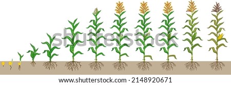Life cycle of corn (maize) plant. Growth stages from seeding to flowering and fruiting plant isolated on white background Royalty-Free Stock Photo #2148920671