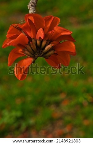 Indian coral tree. Orange flower known as Easter flower, Tiger's claw, Sunshine tree or Mountain Ebony. Botanical name: Erythrina variegata. It flowers in spring. Official flower of Okinawa.