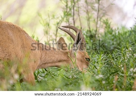 Picture of a camel camouflaged behind green branches, eating herbs