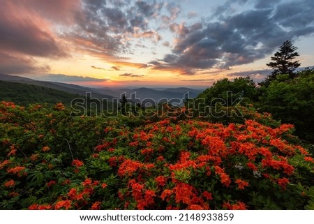 Blooming flame azalea along the Appalachian Trail at Roan Mountain State Park Royalty-Free Stock Photo #2148933859