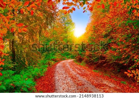 forest road in autumn. Autumn landscape in nature. pathway in the forest, which is beautiful with autumn colors. Forest landscape covered with colorful trees. colorful nature landscape. Uludag, Turkey Royalty-Free Stock Photo #2148938113