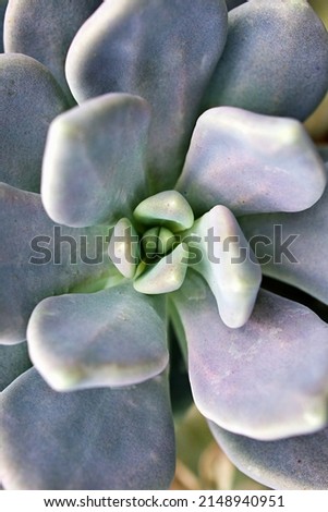 Closeup succulent plants Graptopetalum paraguayense Mother of pearl plant or Purple Ghost plant, delight ,pentandrum superbum ,purple haze ,murasaki ,leatherpetal, soft selective focus ,macro image
